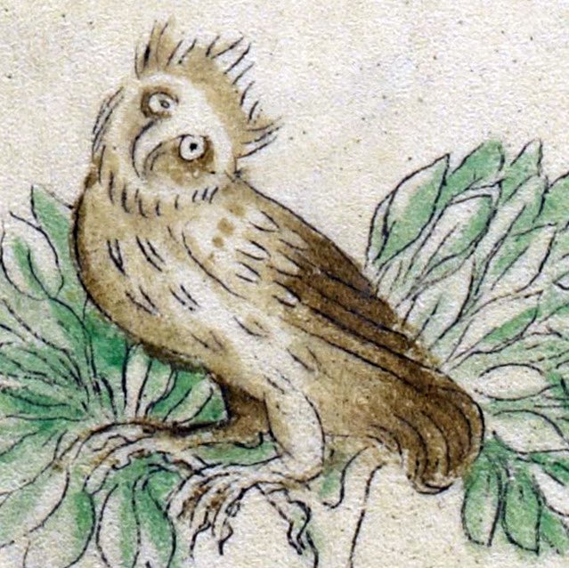 Owl with two backs