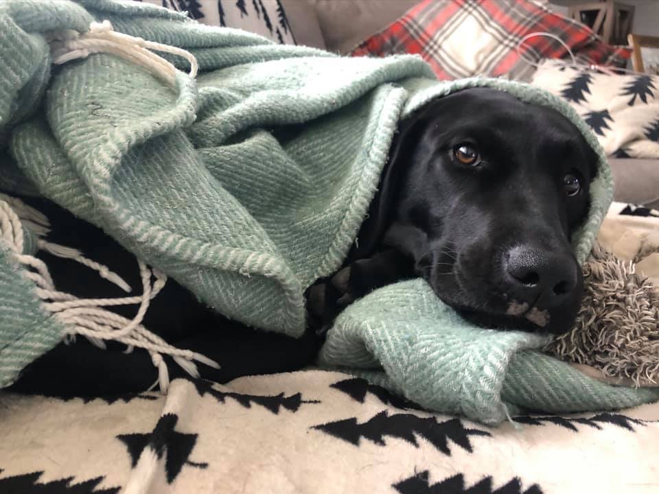 Catching up on couch time after a busy weekend hunting! #happydogs #snoozing #mansbestfriend #dogsrule #labrador #labradorretriever

Photo courtesy of Kevin Roth