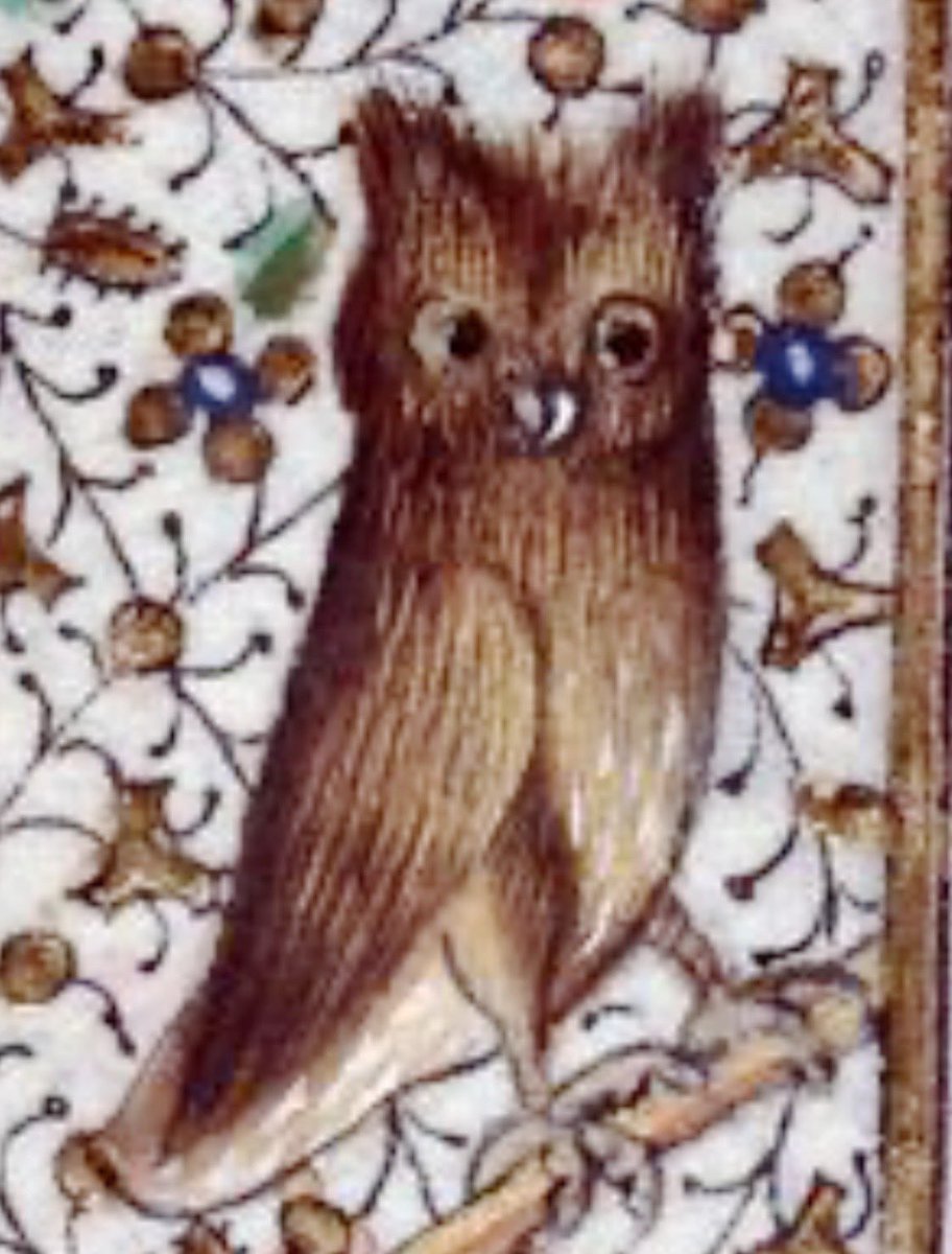 Ewok-owl hybrid