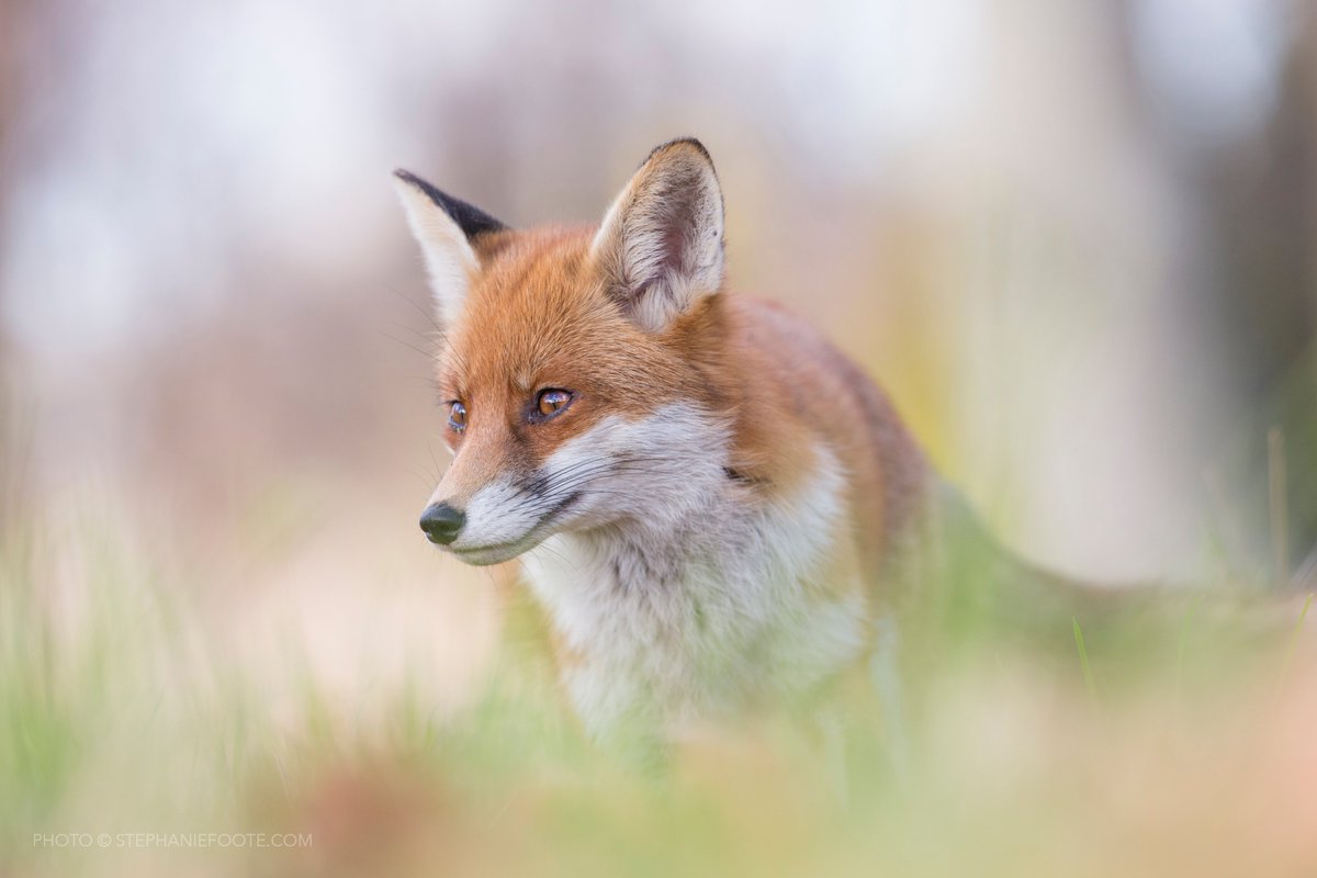 StephFootePhoto's tweet photo. Today I’m honoured to announce I have been selected to be a part of the Her Wild Vision Initiative a searchable directory of women-identifying nature conservation filmmakers and photographers! 📷🐸🦊🌿 #HerWildVision #MNHP #WildlifePhotographer https://t.co/t65W3DRM9y