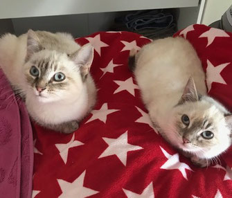 Marie Mainville Choupette Et Danette Chatons Femelles 3 Mois 1 2 Siamois Elles Sont Fusionnelles Et A Adopter Ensemble On Recherche Un Adoptant Connaissant Les Chats Siamois Et Residant