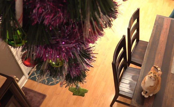 Protect your Christmas trees from cats.  #CatsHateChristmas