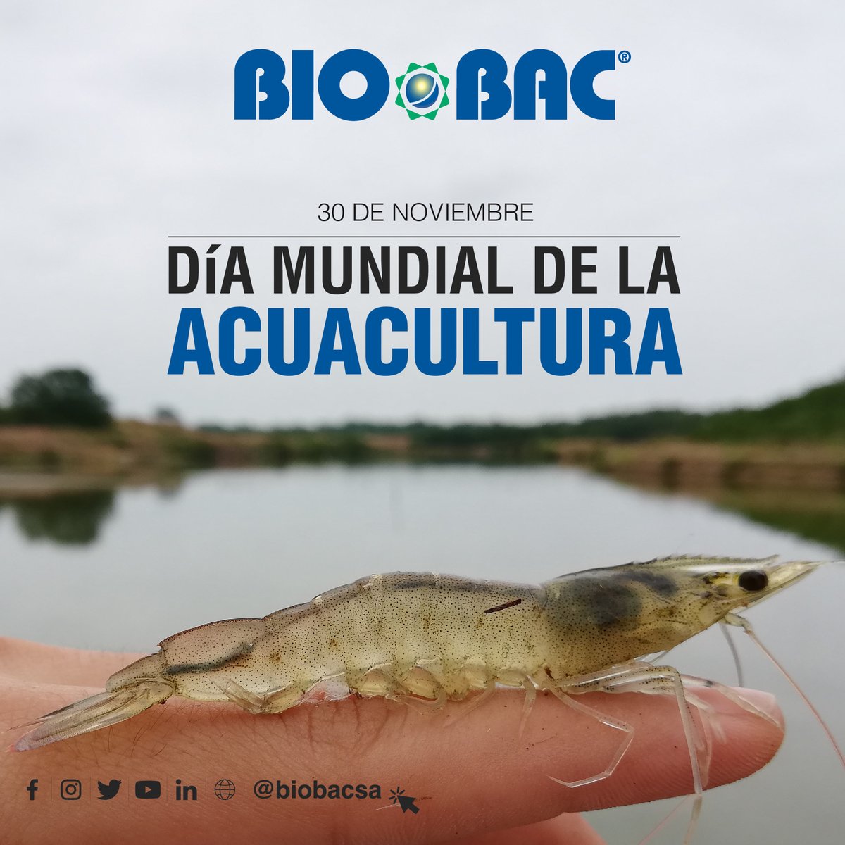 Biobacsa's tweet photo. Este 30 de noviembre, saludamos con orgullo a los hombres y mujeres que día a día trabajan arduamente en una de las industrias más importantes del Ecuador y del mundo.

#SomosBIOBAC #CrecemosContigo #DiaMundialDeLaAcuaucltura #Acuacultura #Camaron #Ecuador https://t.co/VwpgUqQIkH
