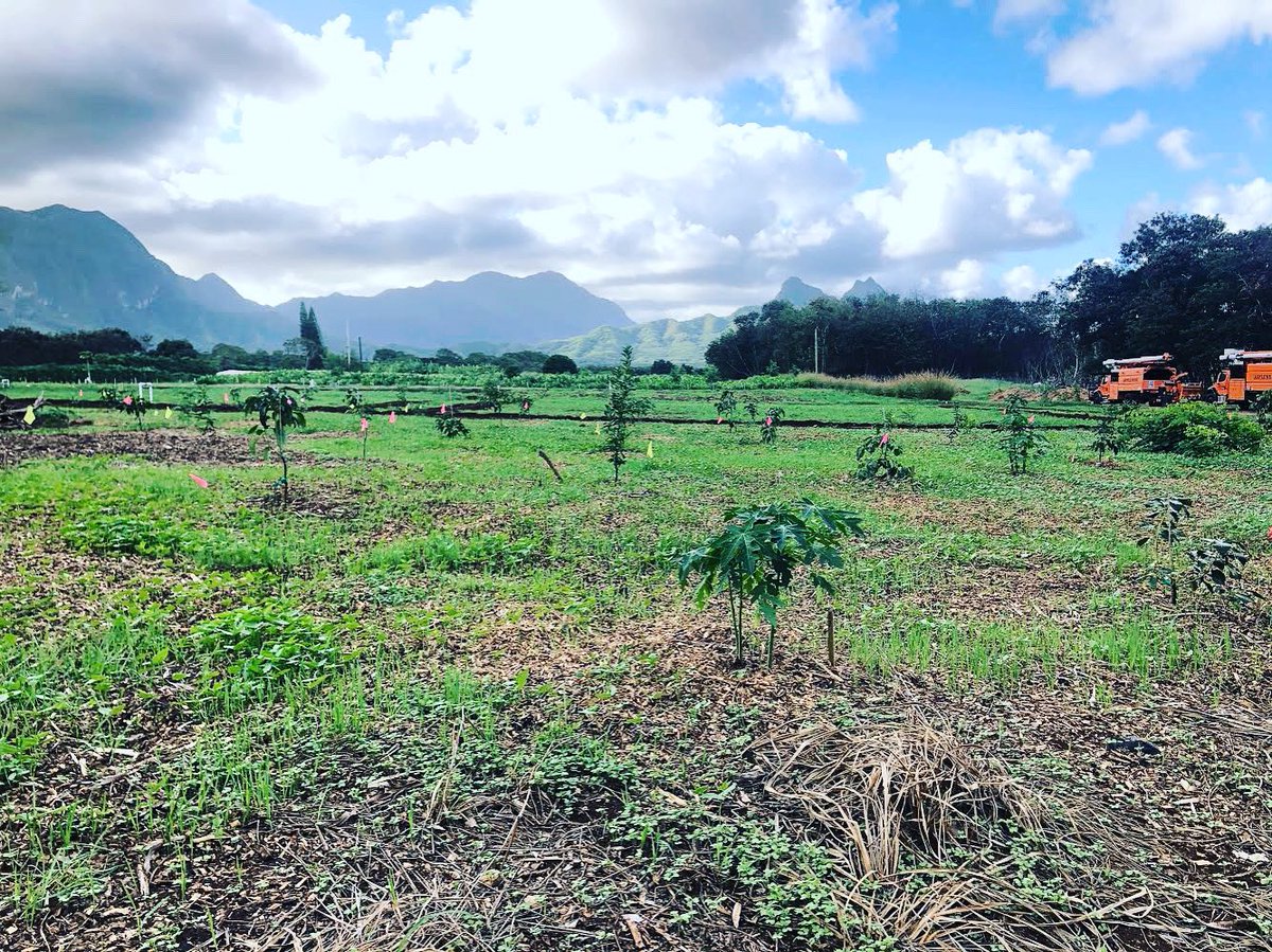 SOAPHawaii's tweet photo. igh density, mixed species orchard with cover crop emerging through mulch @ Waimānalo Research Station
#highdensityorchards #orchard #multispeciesorchard #ctahrsoap #hawaiiorchard #hawaiiagriculture #fruit #sustainability #foodsecurity #foodismedicine https://t.co/Fk6YdHTApA