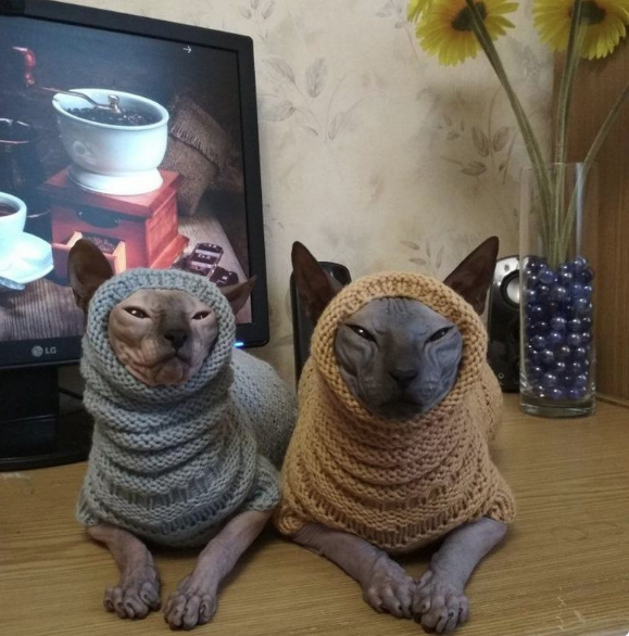 Sweeney_Boo's tweet photo. I was looking into buying sweaters for Winifred when... 😹 https://t.co/6kAN56ylv2