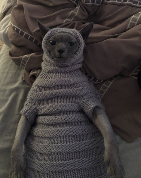 I was looking into buying sweaters for Winifred when... 😹