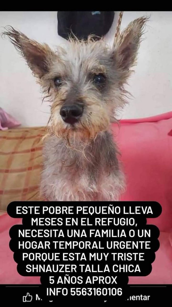 Por favor ayúdenme a ayudarlo. #FelizLunes ccp <a href="/NevilleyRP/">Neville RP</a> #AdoptaNoCompres #todavidavale.