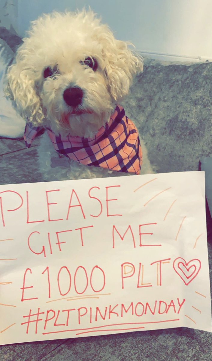 lizziewardx's tweet photo. @OfficialPLT PLT LOOK AT MY LIL DOGGO🥺🥺🥺🦄🦄🦄💕💕💕 https://t.co/CuL3yeAEff