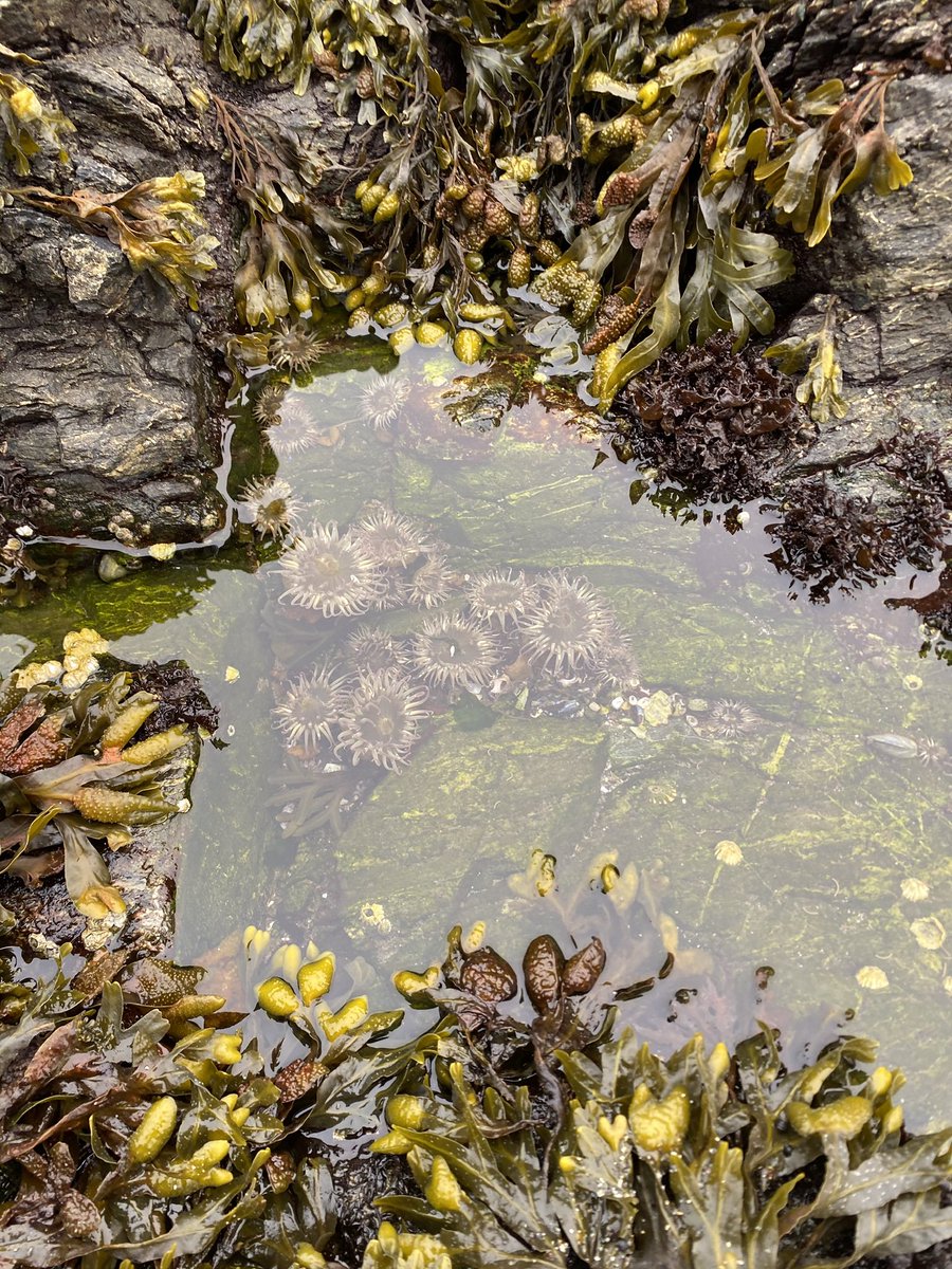 We can measure biodiversity using transects! We use % coverage to gauge species abundance. The intertidal will gladly reward you with a tide pool or two for your trouble. How many organisms do you see? 🌱#WhatisMarineScience #BlackInMarineScience