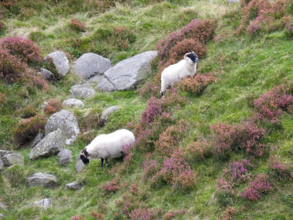 #Top4Theme #Top4Hills 
We decided that most hills in Ireland are occupied by sheep! Ireland has many hills & many, many sheep. From various hikes as we toured in 2015! 
Tag  @Touchse @CharlesMcCool @perthtravelers @Giselleinmotion