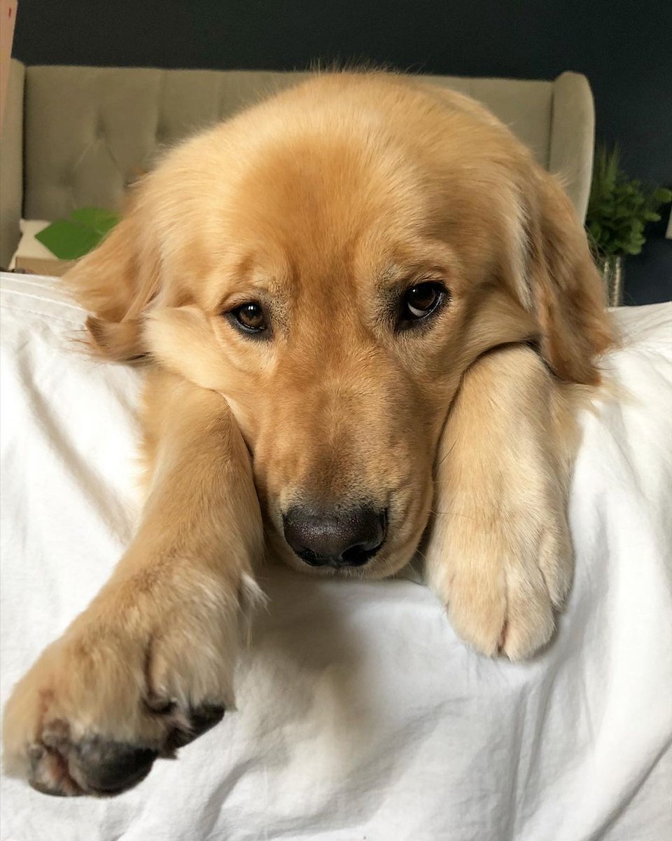 When youz slowly realize dat the long holiday weekend is over tomorrow &amp; there’s no moar leftovers to nom... 😭