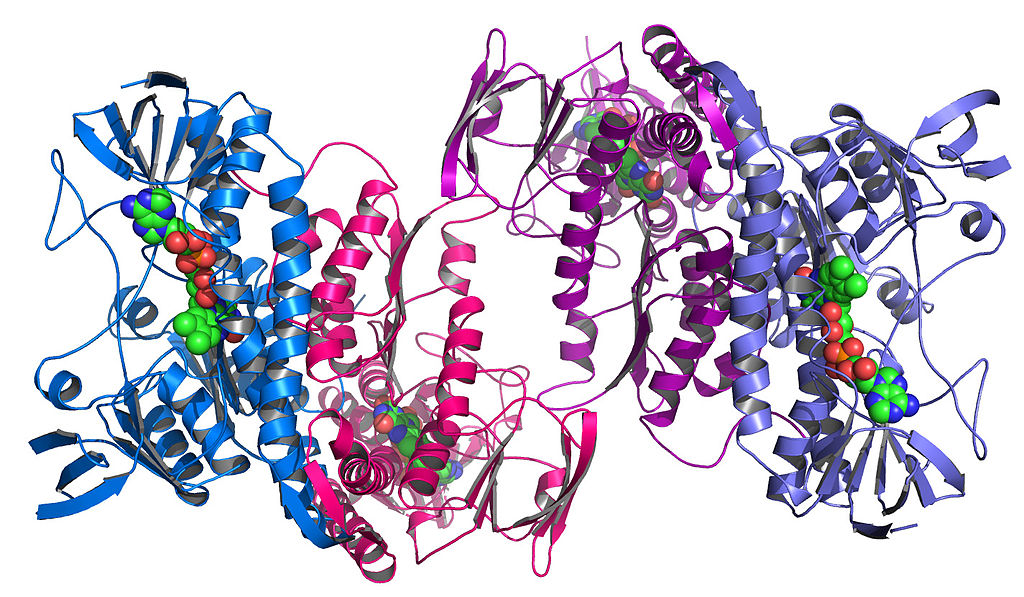 The sequence of amino acids itself is called primary structure. Components like this are called secondary structure.Then, these components themselves fold up among themselves to create unique, complex shapes. This is called tertiary structure.