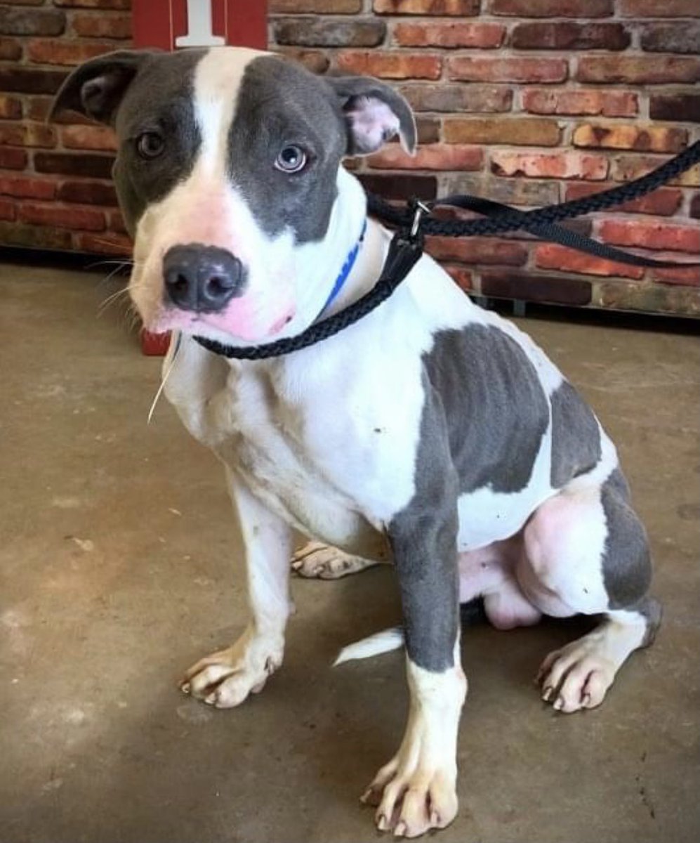 reddogsusie's tweet photo. #TN #MEMPHIS
🆘🆘CODE RED Mr Jordan 2yo hw- a v.sweet, friendly boy, good with other dogs & very puppy like-still learning his manners! VERY KENNEL STRESSED biting bars & leaping around-He badly needs out of here! #FOTER #RESCUE #PLEDGE #ADOPT #MASA1708
https://t.co/PakGS4hXAA https://t.co/HP4tq5fw7e