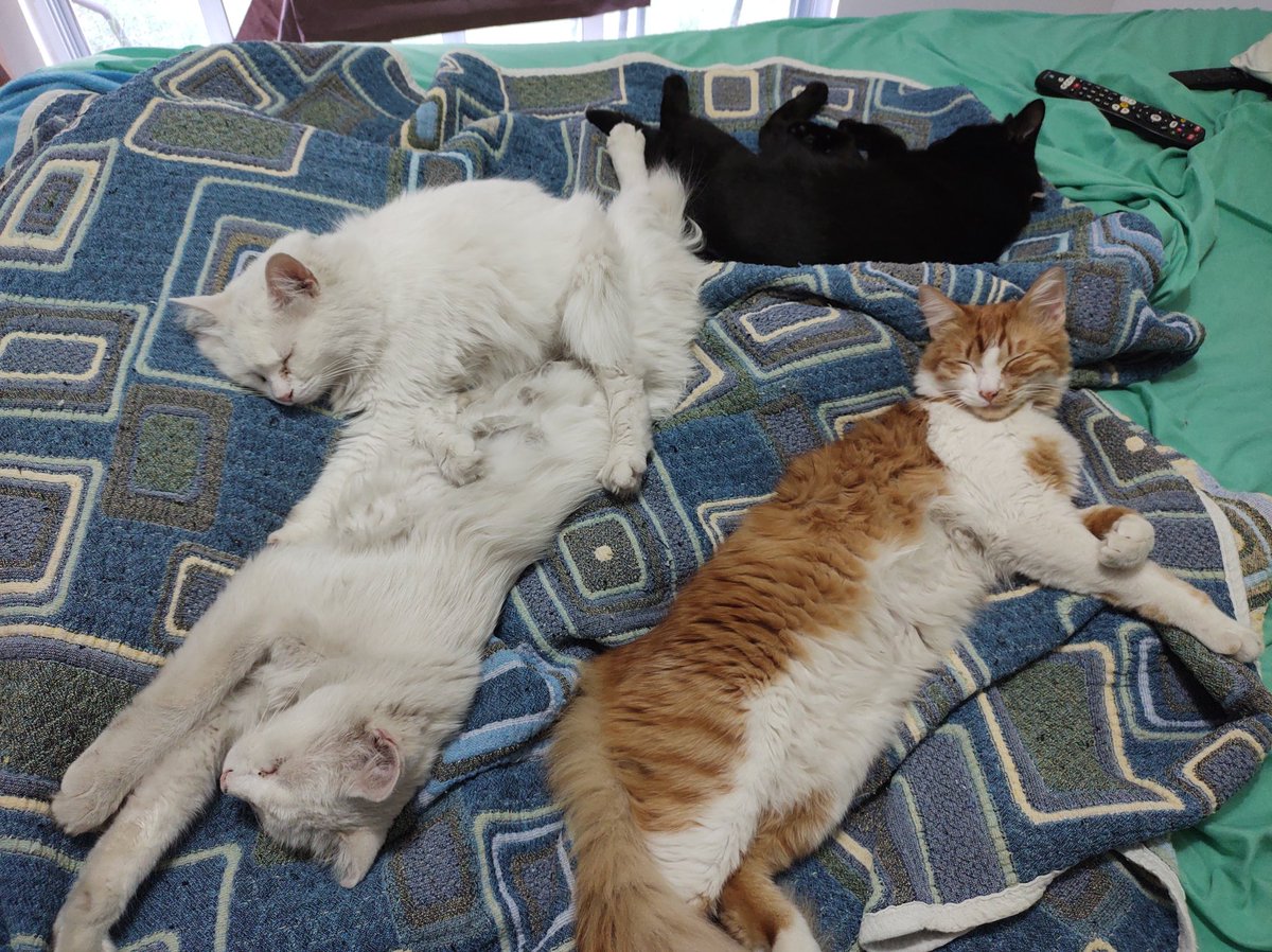 Il_DeBrandon's tweet image. Full house 🤪😸😸😸😸 #Jatos