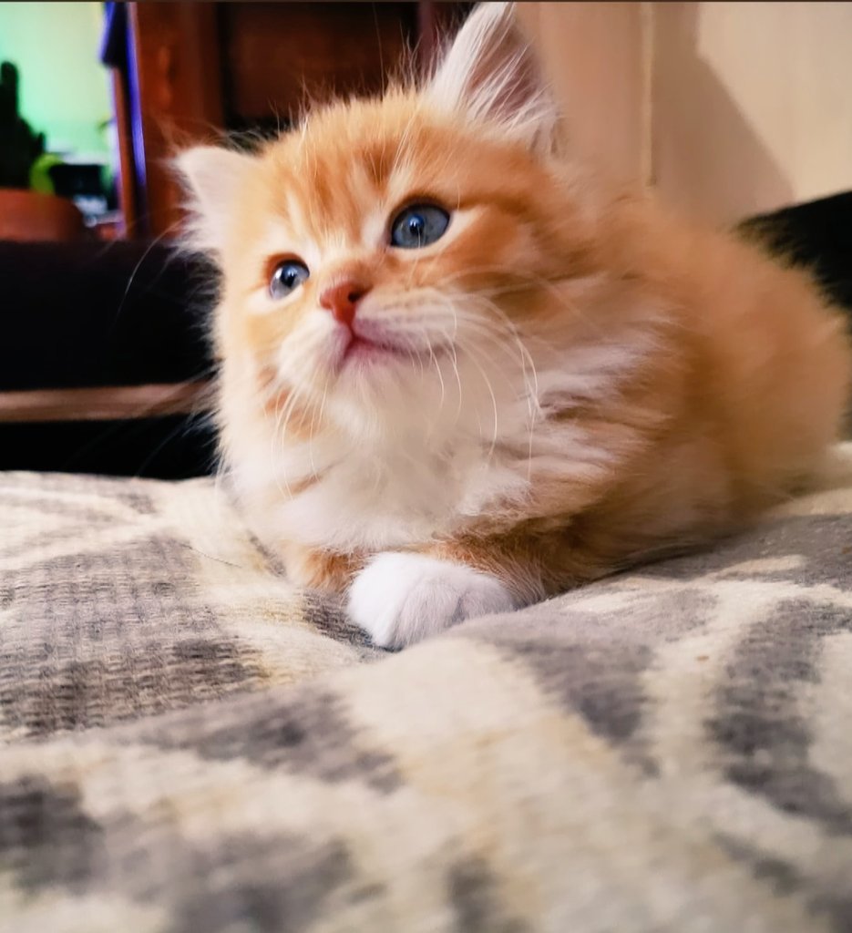 Bienvenido pequeño granuja 😍❤️