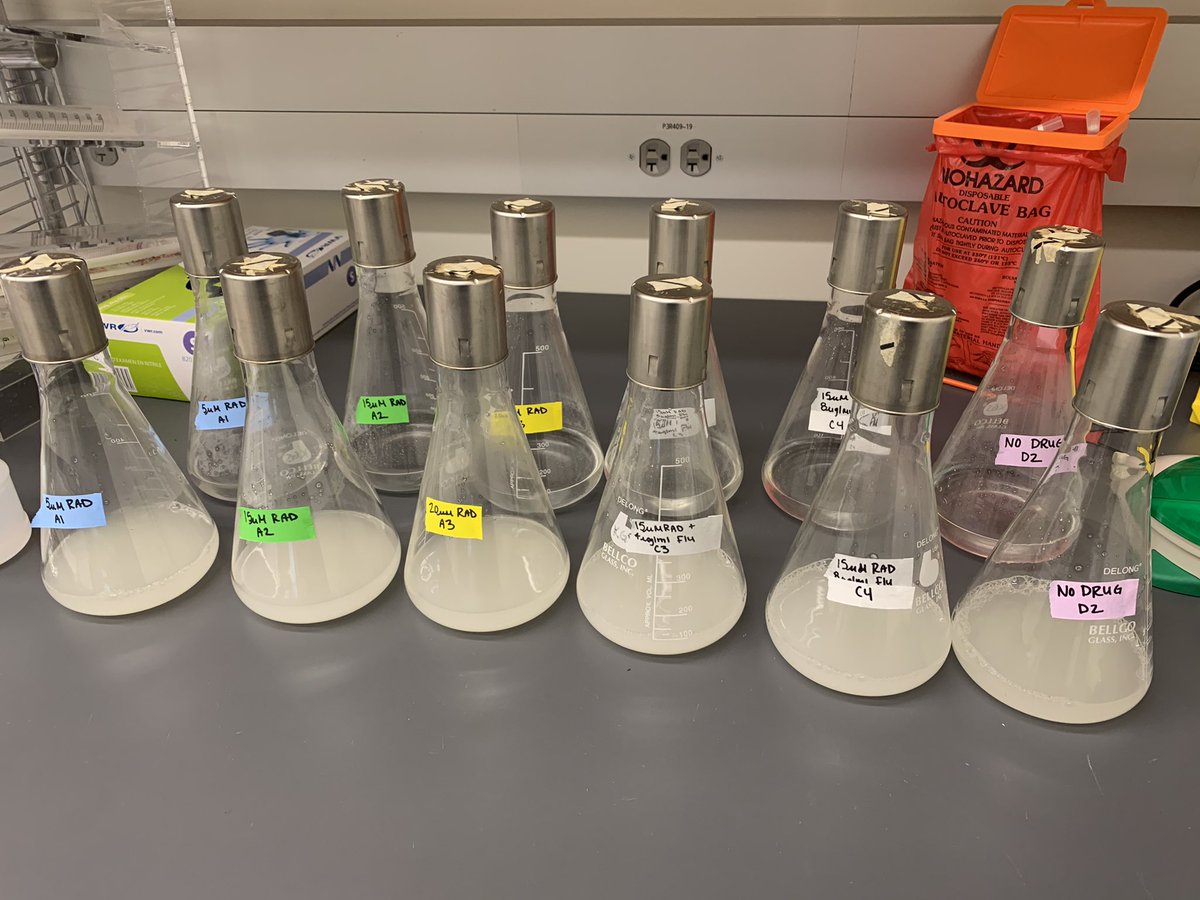 KaraSchmidlin's tweet photo. Happy Monday! Here is your transfer of the day. T16 completed. #KGSlabEvolves @SamApodaca_ @KSamerotte @ASUBiodesign https://t.co/FR53L2rRqM