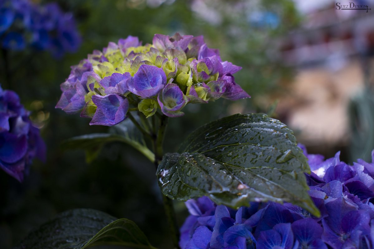 suezh3's tweet photo. Hortensia
____
#hortensia #flower #flor #photography #foto #photo #primerplano #planta #hidrangea
____
Del jardín de mi casa, están saliendo muchos frutos y flores en lo poco que se puede plantar en la casa 💞 https://t.co/q6sCnQpRUH