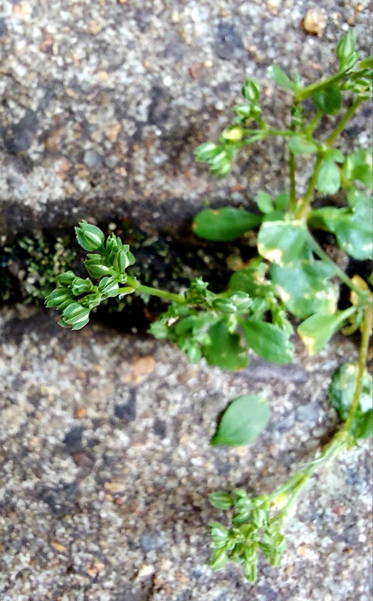 DutraTweeters's tweet photo. life
#pedaçosdarealidade #SPiCollective #streetphotography #rawphotomag
#street_photography #streetmagazine
#spgcaptures #coophshoutout #photowalk #piecesofreality https://t.co/oiqxoy07AN