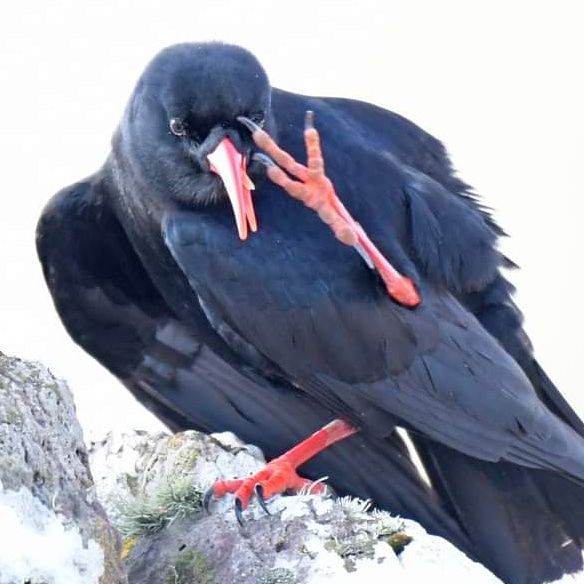 @winterwildlife Chough giving me the three fingers and tongue sticking out treatment. @BirdWatchIE @BirdLife_News
