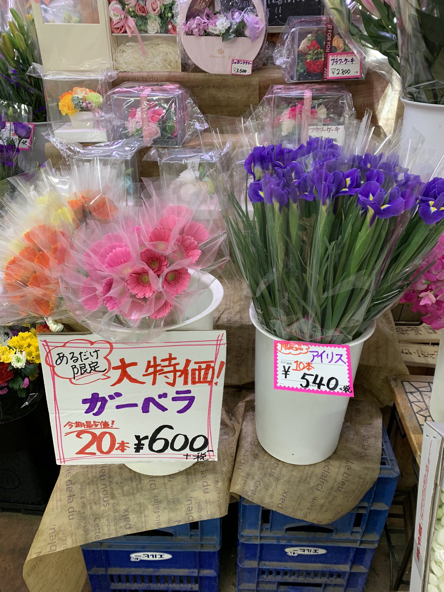 Flowershop Toitoitoi 年末前の大特価 こんなチャンス今だけですよ 数量限定です お早めにどうぞ ᴗ 花屋 フラワーショップ Toitoitoi 大東京綜合卸売センター 第一通路 ガーベラ大特売 アイリス大特売 Flowershop Toitoitoi 年末前の大特価 こんなチャンス今だけですよ 数量限定です お早めにどうぞ ᴗ 花屋 フラワーショップ Toitoitoi 大東京綜合卸売センター 第一通路 ガーベラ大特売 アイリス大特売