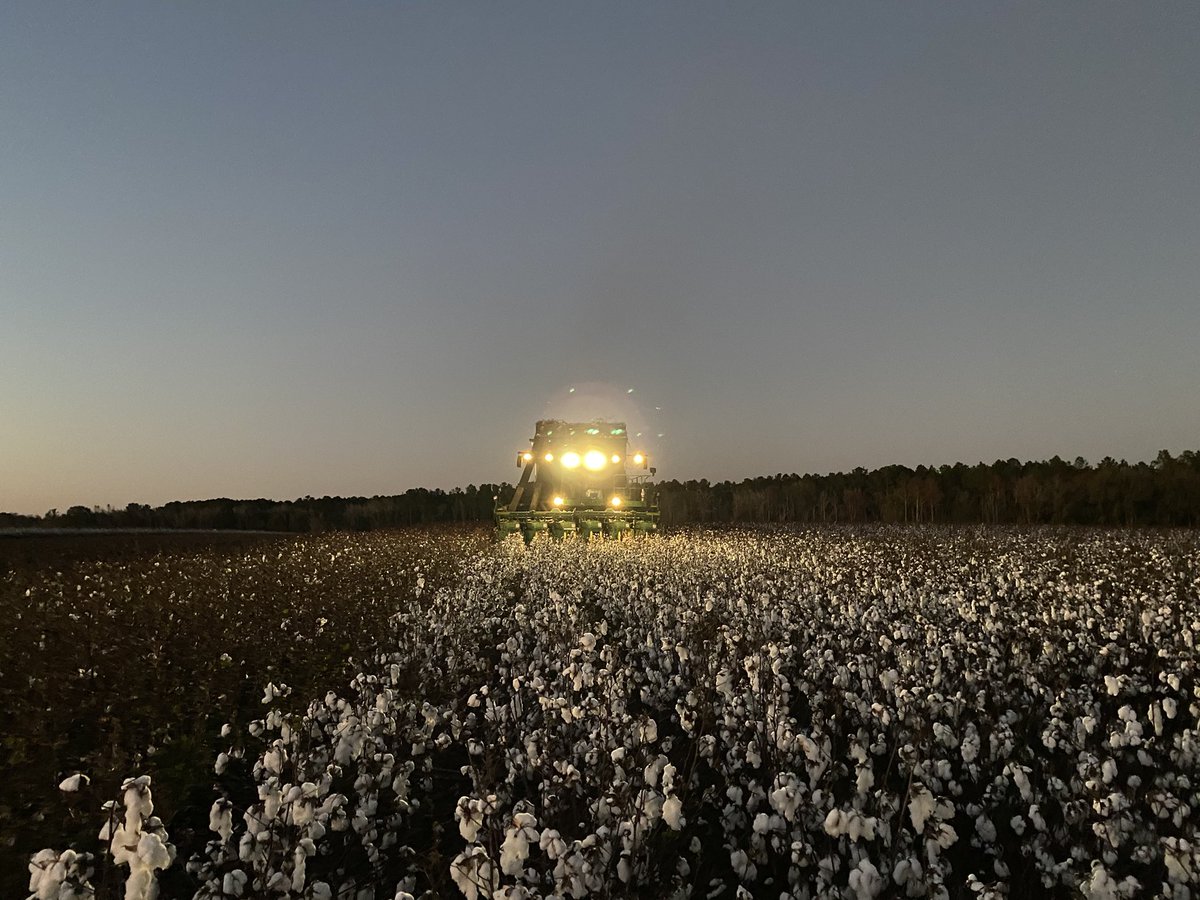 JohnMcLemoreAG's tweet photo. On this cool night, I want to share my @DELTAPINE plot harvest photos. My FSR, Brandon Phillips and I worked hard one night last week to collect MD data for our valued @Bayer4CropsUS customers. The commitment of our teams aligns with our vision in the field. #StrongCotton #CP690 https://t.co/yoiZSNf1ci