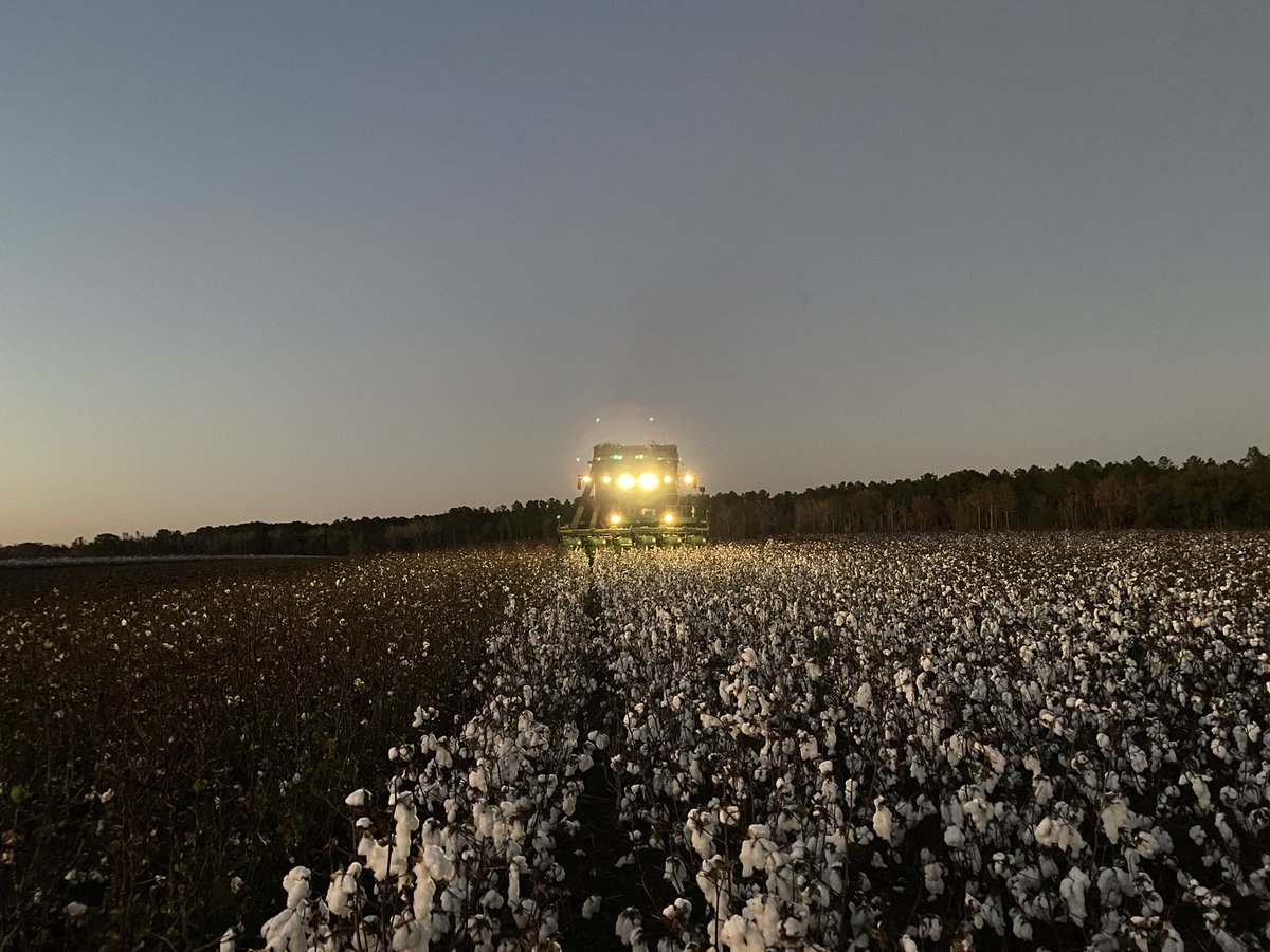 JohnMcLemoreAG's tweet photo. On this cool night, I want to share my @DELTAPINE plot harvest photos. My FSR, Brandon Phillips and I worked hard one night last week to collect MD data for our valued @Bayer4CropsUS customers. The commitment of our teams aligns with our vision in the field. #StrongCotton #CP690 https://t.co/yoiZSNf1ci