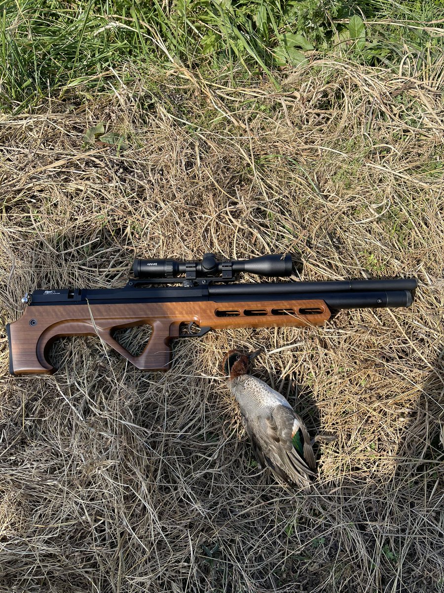matsutakegohan1's tweet photo. エアライフルにてコガモ。ほんとによく当たる銃だな。
#edgun https://t.co/wL79YQrE1j