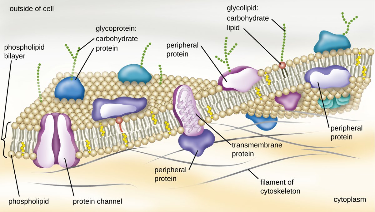 But these methods are difficult, expensive, and time-consuming, and they don't work for all proteins.Notably, proteins embedded in the cell membrane—such as the ACE2 receptor that COVID-19 binds to—fold in the lipid bilayer of the cell and are difficult to crystallize.