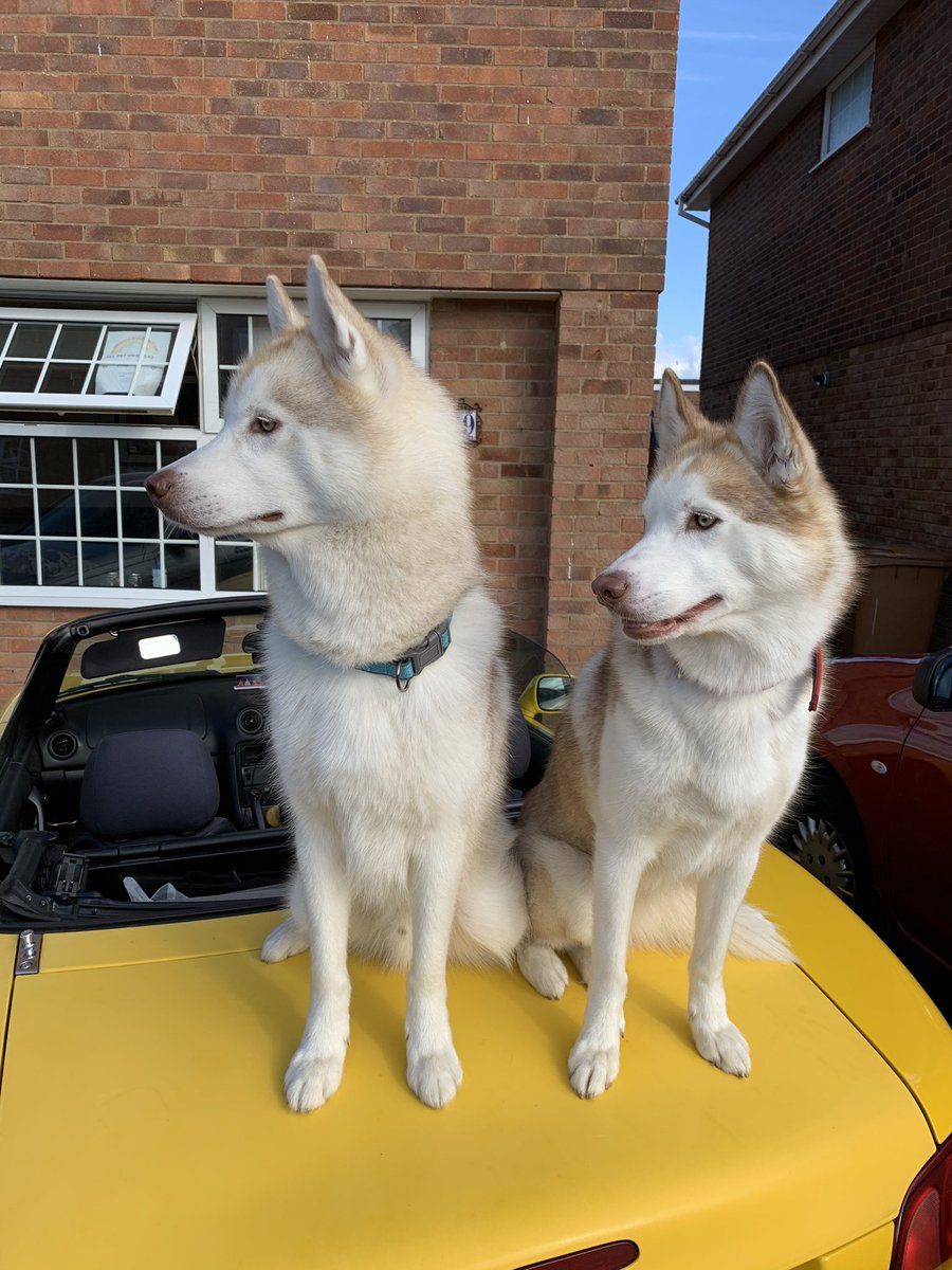 Vinodkumarvag's tweet photo. My cute doggies 🥰 https://t.co/EqtmnDUbsr