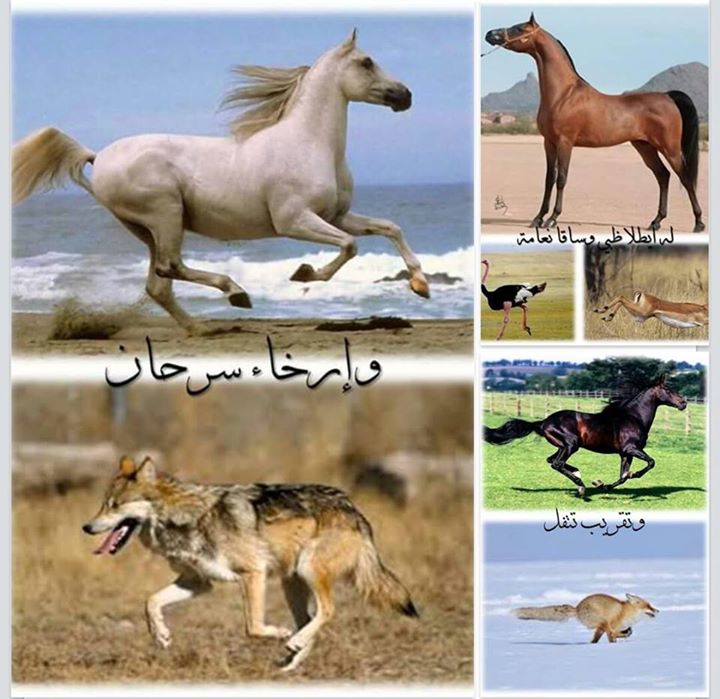هذا البيت بليغ جدا جدا وفيه دلالات كثيره
يصف جمال حصانه، واخذ اجمل صفه من كل حيوان ووصف بها حصانه ال...