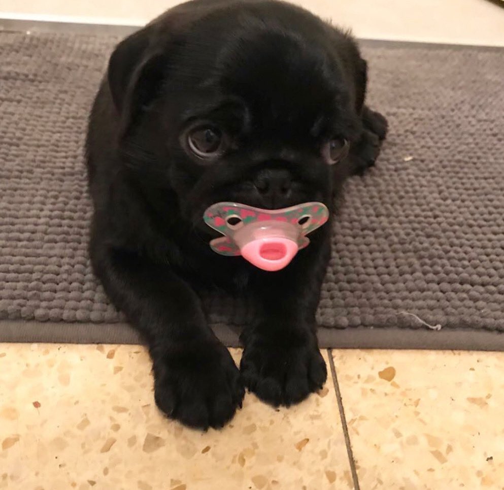 TheTomCoteShow's tweet photo. Beautiful baby ❤️ follow @pugpoog https://t.co/ePLRQbjMRW