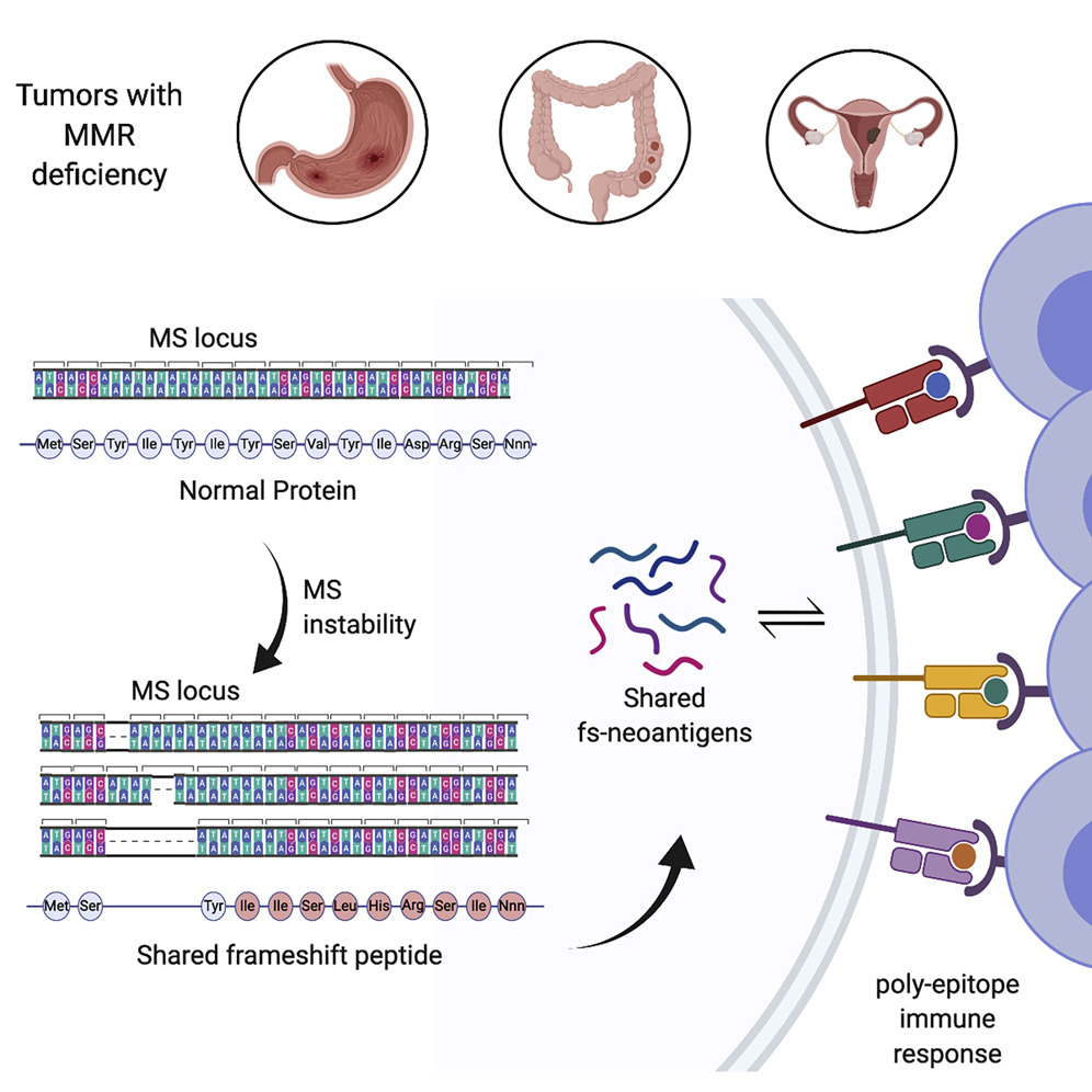 #Tumors that have high levels of #mutations within #microsatellites demonstrate specific frameshifts that yield #neoantigens distinct from both self and #viral #antigens. Online now! https://t.co/L3BfSgvRuX https://t.co/tKRxfcpege