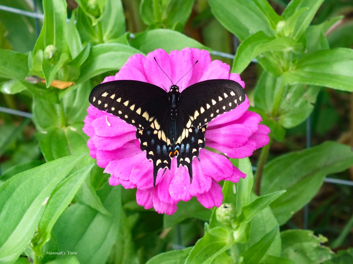 Hannah's View tweet media