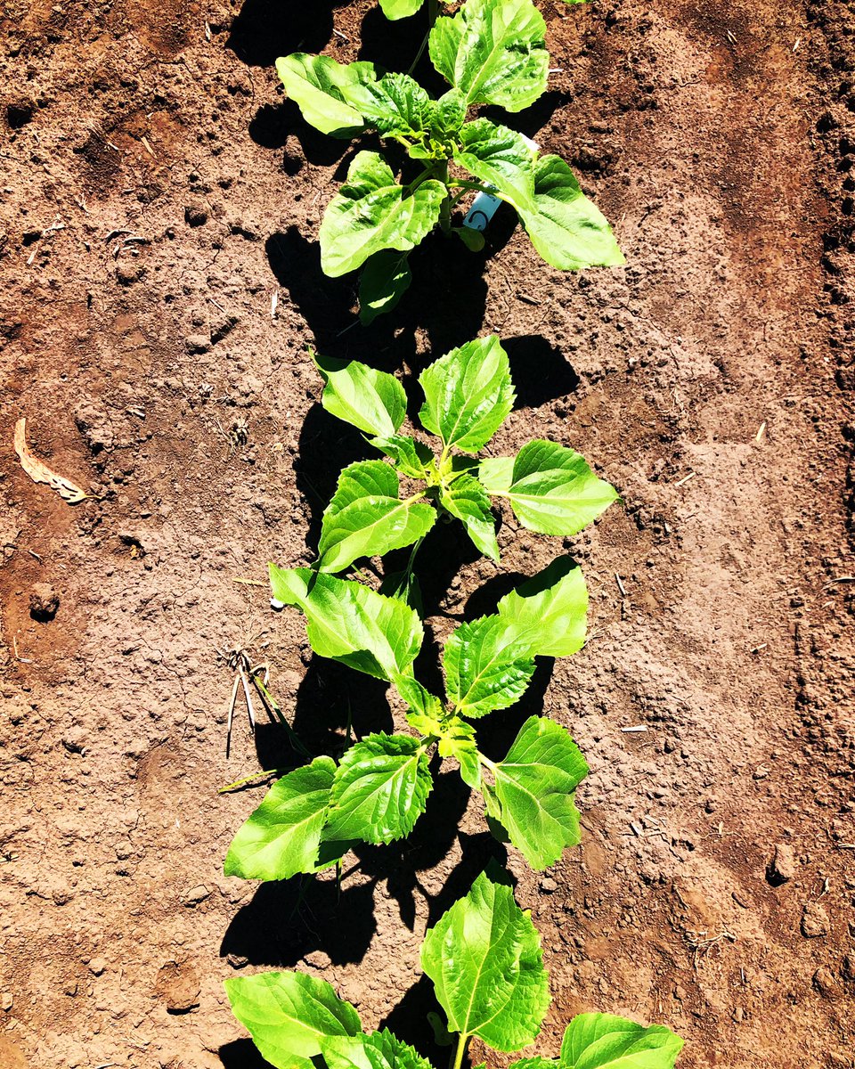 AgrarSur's tweet photo. Ansiosos por verlos crecer

#Girasol #CampañaDeVerano #Vivero #Nursery #Sunflower #SueloArgento #CampoArgentino #InstaCampo https://t.co/4u1TwtNioa