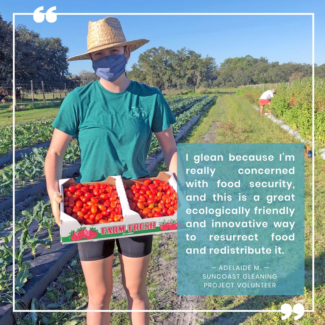 CommunitySRQ's tweet photo. This is #MotivationMonday that fuels our hearts. Powered by community members like these, we sow some very good seeds for our planet, our food, and our community.

#foodexcesstofoodaccess #suncoastgleaningproject #foodrecovery #communityresilience #endhunger #harvestheroes https://t.co/LdGGTgmM1d