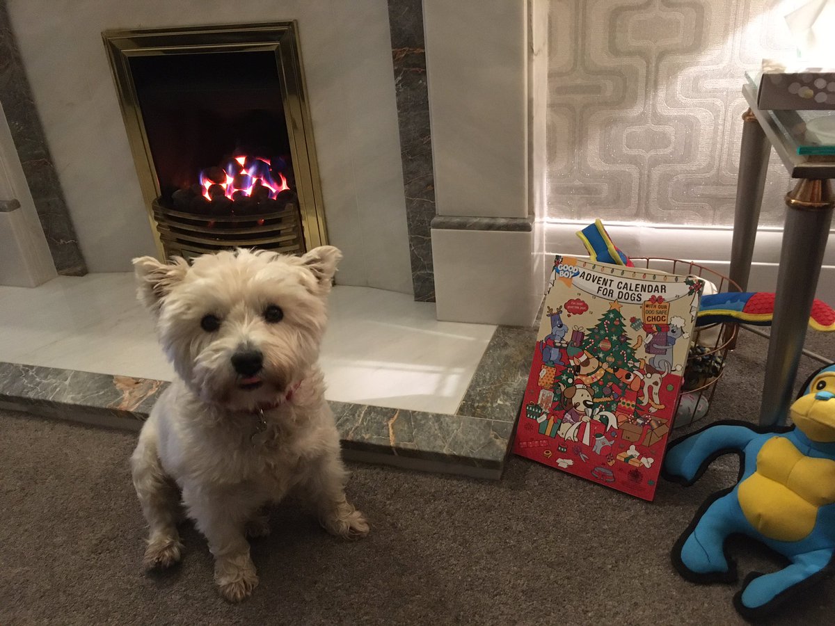 Millie can’t wait to have her first Dog Safe Chocolate from her advent calendar tomorrow. Many thanks to <a href="/EmmaBamber/">emma</a> for buying her one again this Christmas.