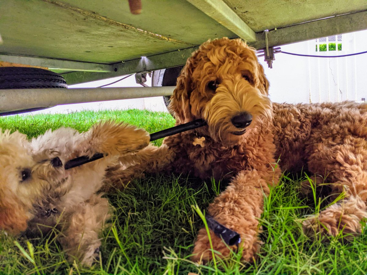 Ziggy_Labradood's tweet photo. We've expanded our landscaoing business to include the creation of dripper systems. Simply give us some piping and we'll put holes in it for you. 🐶🦷💚💦
#AxelAndZiggy #PuppyLandscaping 

#Cavoodle #Labradoodle #DogsOfTwitter #dogsofinstagram https://t.co/v1vDjnyTPi https://t.co/ZNoIqHElG8