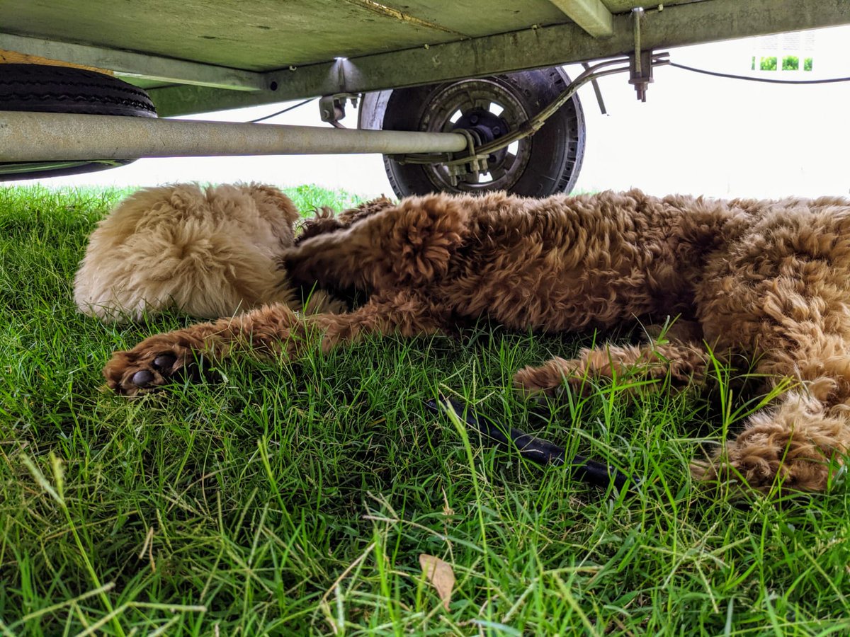 Ziggy_Labradood's tweet photo. It's tiring work landscaping, so we sometimes work laying down.

#Puppy #Naps #SleepingOnTheJob https://t.co/39fwnDI35x