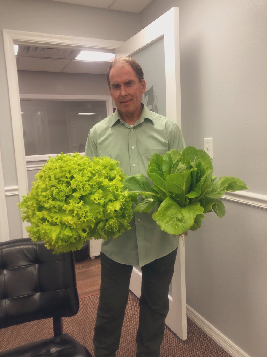 SCAhighschool's tweet image. Our outdoor classroom is producing some amazing lettuce!  SCA Hydroponics Plants are completely organic and delicious!