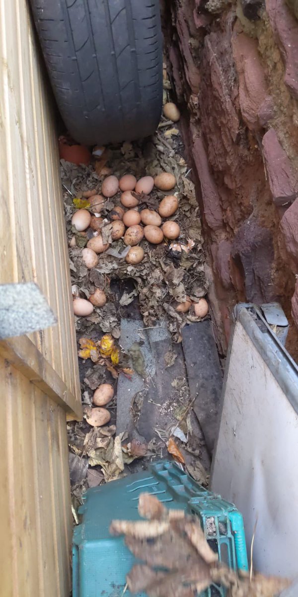 CoopDgs's tweet photo. Very sneaky girls have been caught red handed! We wondered why the egg production had gone drastically down these past few weeks 😂 28 eggs today- all floated and fine, they’re now being baked into a scrumptious fruit cake 🎂 #dgsallotment #hiddeneggs #sneakychooks #rescuehens https://t.co/L368fLSnfK