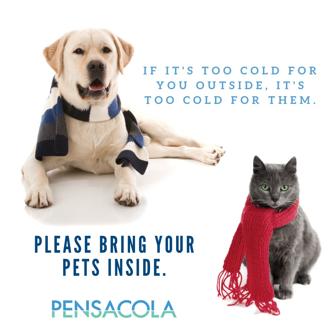 How Cold Is Too Cold For Labrador