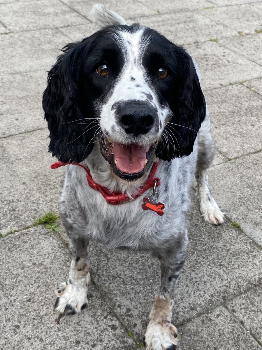 CancerDoggy's tweet photo. Update..Hartson is in kidney failure. We’re devastated. Lymphoma is back and is attached to his kidneys. He’s in intensive care. They’re trying a super strength chemo tonight to try to help him..I can’t believe I’m even typing this 😢 We need all paws crossed for our gorgeous boy https://t.co/hC3Zztp61h