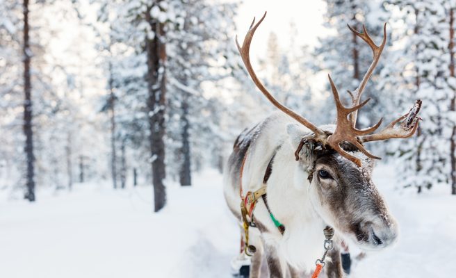 STaylorWrites's tweet image. Books make great holiday gifts! Check out scbwi.org/scbwibookstop-… for PB, MG, YA, graphic novels, and my Christmas book, THE ADVENT BOX. #SCBWIBookStop #Christmas2020 #HolidaySeason #middlegrade #STAYMERRY