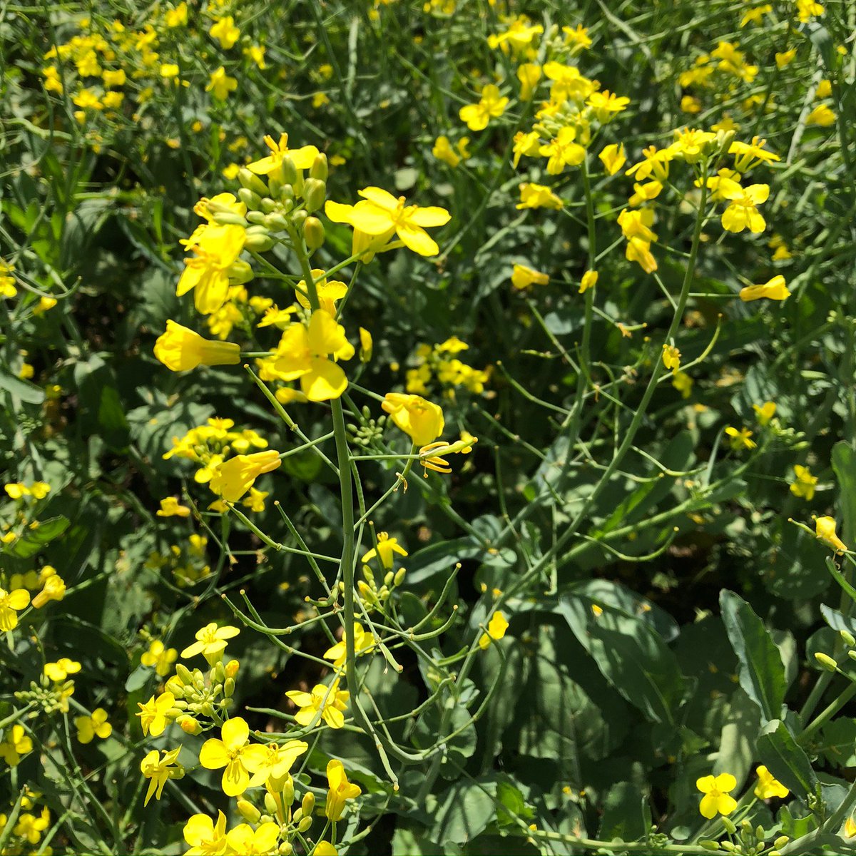 HeidKatie's tweet photo. Don't forget to take a look at Canterra canola in your local trials. Ask your local Meridian Seeds supplier or contact us directly for more information! https://t.co/MdUp03B1bc