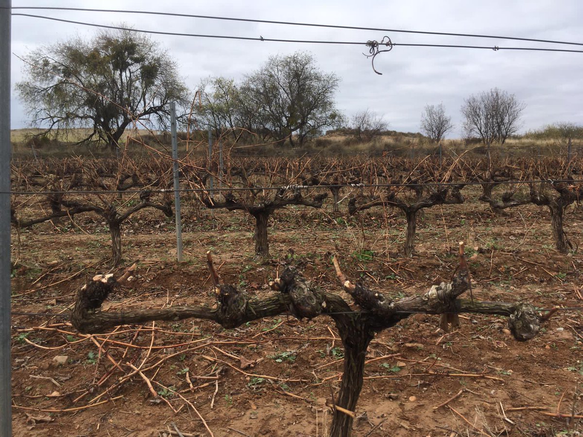 MalondeEchaide's tweet photo. Época de poda de nuestros viñedos.🍇

Proceso que se realiza cuando ya empieza el frío y la planta está en reposo, tras la caída de las hojas, normalmente en noviembre y diciembre.

Importante porque influye mucho en la uva que se produzca el año que viene
https://t.co/tzZqiPati1 https://t.co/p7cMuGakA0