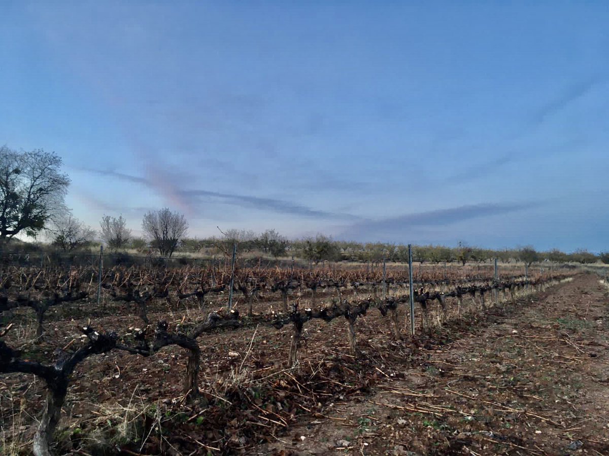 Época de poda de nuestros viñedos.🍇

Proceso que se realiza cuando ya empieza el frío y la planta está en reposo, tras la caída de las hojas, normalmente en noviembre y diciembre.

Importante porque influye mucho en la uva que se produzca el año que viene
malondeechaide.com