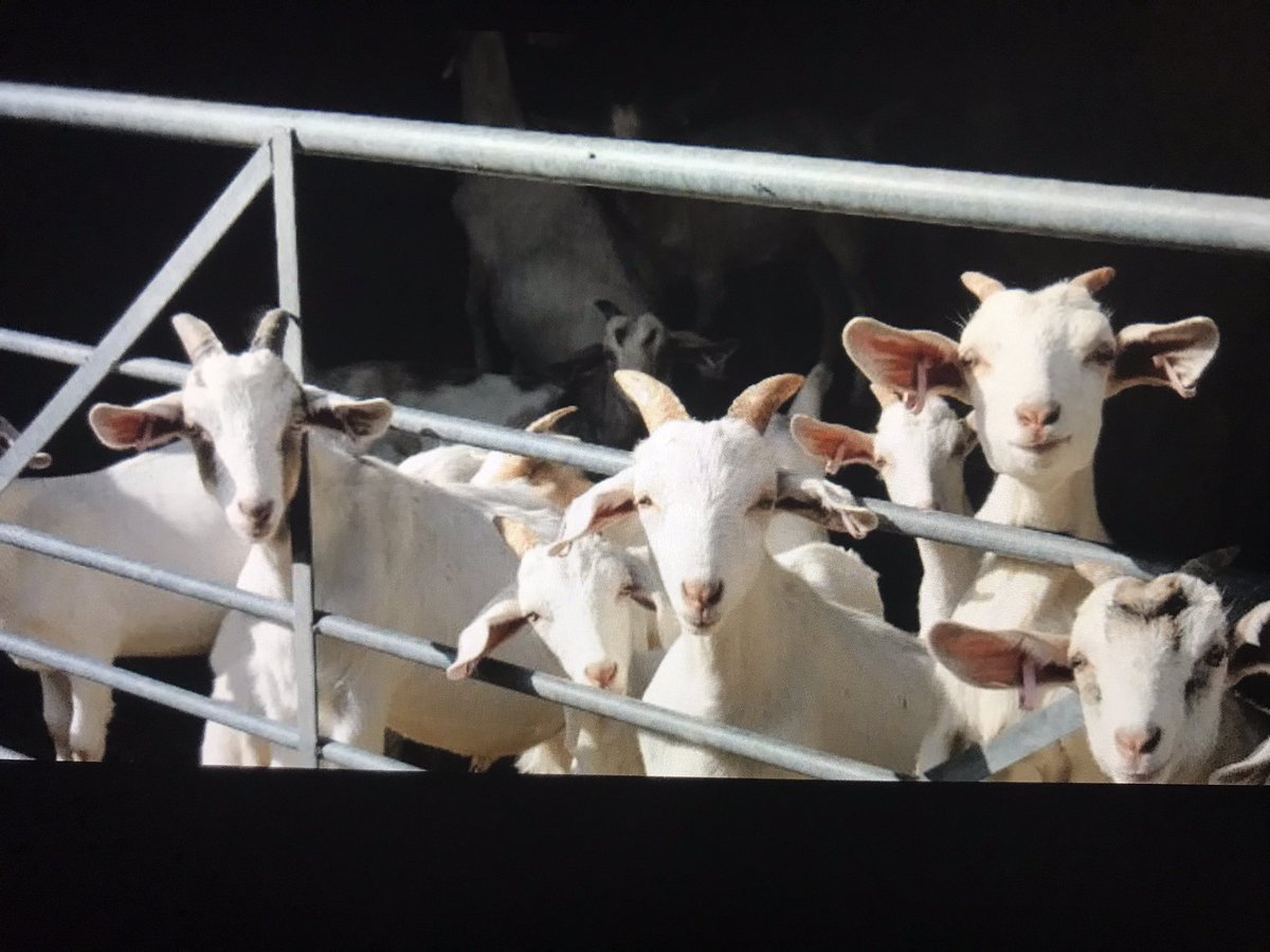 For artisan goats cheese produced from these beauties follow <a href="/YCwtCaws/">Y Cwt Caws</a> #Anglesey #Wales 🏴󠁧󠁢󠁷󠁬󠁳󠁿 from @MadeinGB2013