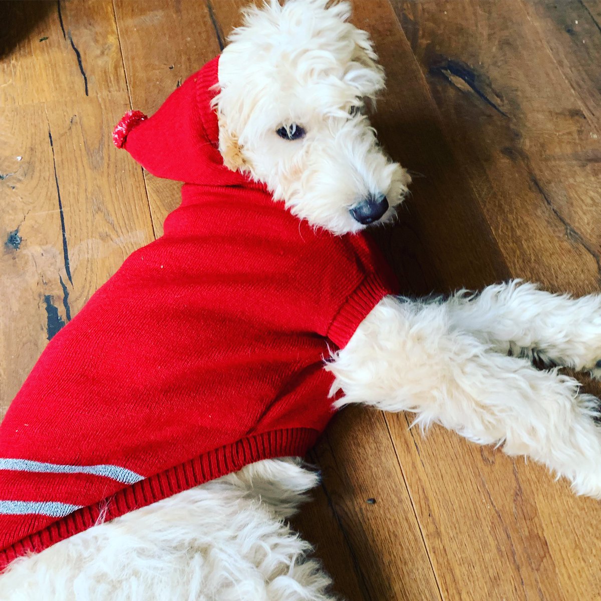 The ‘office’ dogs at #SantaHQ will have to up their game as we are officially in December tomorrow! Show us your own #festivepets 😝 #Santa #christmas2020 #cute #dogsoftwitter