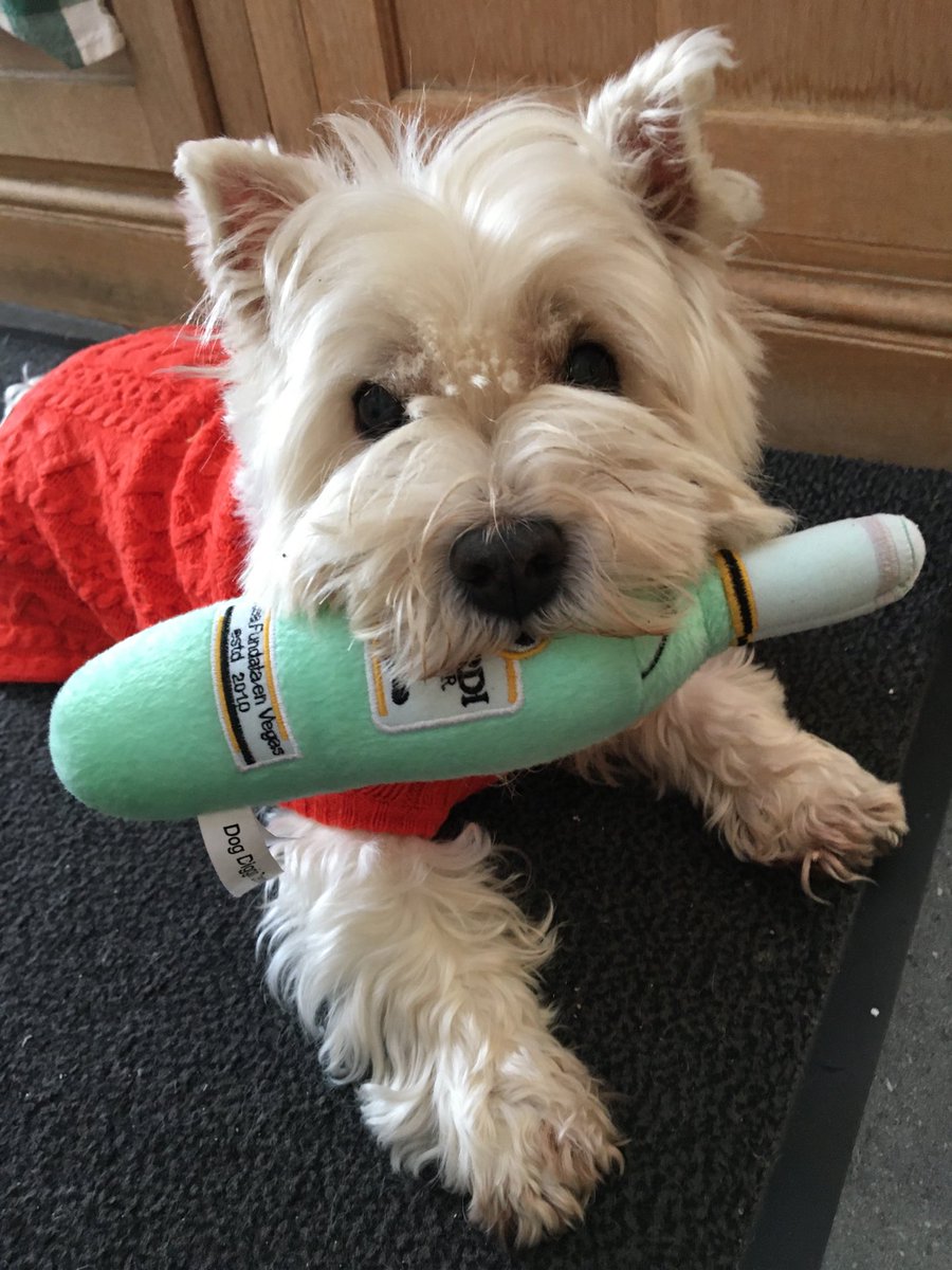 Pawty time - its my 12th birthday today!! 🥳🥳🎉🎉🎉