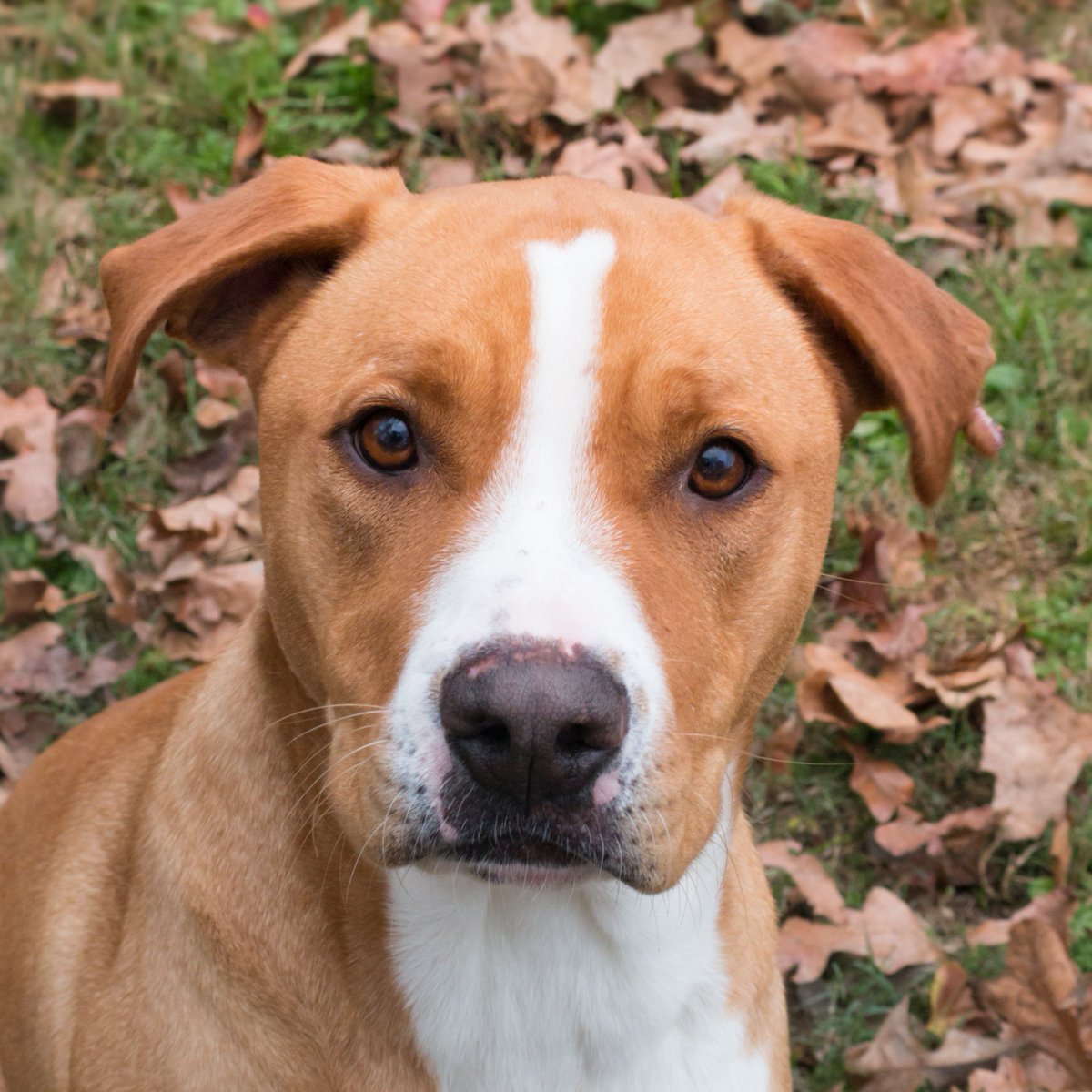 We've got a lot of new faces at the shelter! Take a look and let us know if you would like to meet any of them by filling out an application under the Dogs tab. petsaversshreveport.org/dogs.php